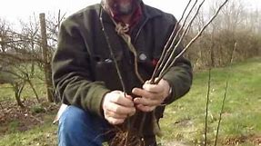 Raising your own apple tree root stocks