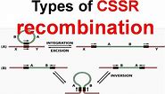 Types of CSSR recombination