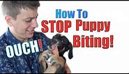 How to Train a Puppy NOT to BITE