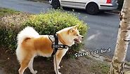AKITA INU - Japanese Dog Exploring The City Of Hannover | Sightseeing With Yuki | 秋田犬