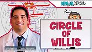 Circulatory System | Circle of Willis Circulation