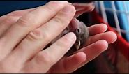 Egyptian fruit bat baby