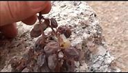 MAKING RAISINS - organic Thompson Seedless grapes dried in the Arizona sun