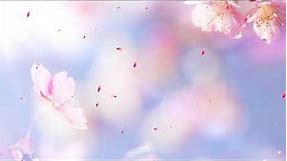 Romantic flower background petals falling video