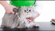 How to Sedate a Cat for Grooming.