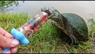 Turtles Love Popsicles!