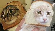 BREAD the CATS!
