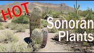 Sonoran Desert Plants Cactus Trees Shrubs of Arizona