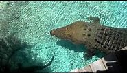 16 ft Saltwater Crocodile Jumping for Hat