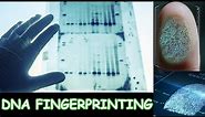Dna fingerprinting-Dna Fingerprinting process-Dna Fingerprinting steps
