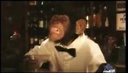 Monkey in a bar tells a hilarious penguin joke aka "Monkeyjoke.wmv"