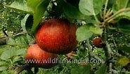 Apple harvest in Himachal