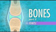 Joints: Crash Course Anatomy & Physiology #20