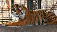 Zookeeper on the mend after tiger attack at Kansas zoo