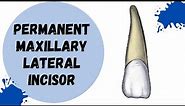 Permanent Maxillary Lateral Incisor | Tooth Morphology made easy