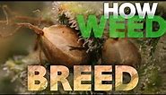 HOW TO BREED - Complete Guide to Making Feminized Cannabis Weed & Selfie Seeds - Pollination 101