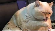 Funny chubby cats🐈 🐈~~Chonky cats -can’t stop laughing