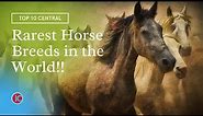 Top 10 Rarest Horse Breeds in the World | Top 10 Central