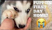 Scared Husky Puppies First Day Home! [UNSEEN CLIPS] [SHE SCREAMS AT MILLIE!]
