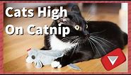 Cats High On Catnip Compilation [Funny] (TOP 10 VIDEOS)