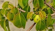 The Manchineel Is A Scary Tropical Tree That Can Kill You
