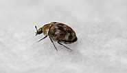 Carpet beetles: Signs you have an infestation and how to get rid of them