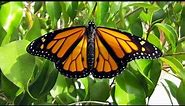 Monarch Mania! Monarch Butterfly Life Cycle