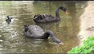 Black swans.