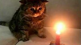 sad cat birthday