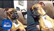 Sleepy dog tries to stay awake so he and owner can watch movie together - Daily Mail