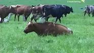 Cow Chewing the Cud