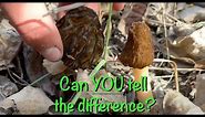 How To Identify a Real Morel From a False Morel