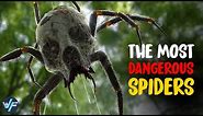 10 Most Venomous Spiders in the World