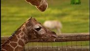 Growing Up Giraffe- Standing Up