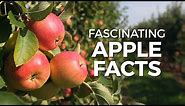 Fascinating Apple Facts