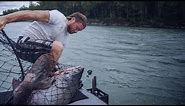 Giant 60 Pound King Salmon Almost Knocks Guy in Water