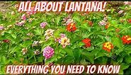 All About Lantana | A Comprehensive Review