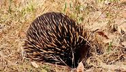 First time seeing one of these little guys in the wild! #echidna #australianwildlife #socute #valleylakesconservationpark #mountgambier #sagreat #exploreaustralia #livingthedream #lifeofadventure #thesemoments #thesemiretiredtravellers | The Semi Retired Travellers