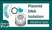 Plasmid DNA isolation | Alkaline lysis method | molecular biology