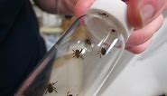 Tick season in Tennessee: What you need to know