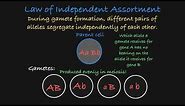 Mendel’s Law of Independent Assortment Explained