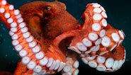National Geographic: Giant pacific octopus | Discovery Documentary