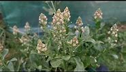 Reseda odorata, the Mignonette: an historical fragrant plant