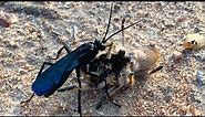 Giant Spider Hunting Wasp Paralyses Its Prey // CRAZY WILDLIFE