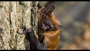 Daily Dose of Nature | Ghost of the Woods The Greater Noctule Bat