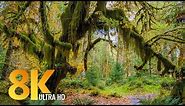 8K Rainforest Walk with Nature Sounds - Hall of Mosses Trail and Spruce Nature Trail