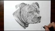 How to Draw a Dog - Pit Bull