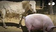 Donkey and pig كيف يتم تهجين الحيوانات تزاوج حمار وخنزير