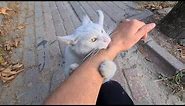 I let the Angry White Cat bite my hand. (Wild White Cat)