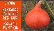 Dynia Hokkaido (Uchiki Kuri) - jak rośnie / Red kuri pumpkin (squash) - how it grows